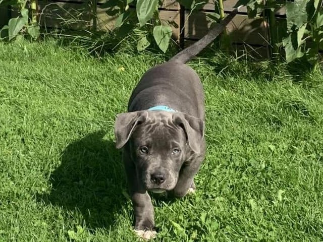 Here is little baby Milo on the prowl in his garden.
