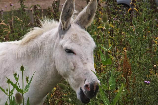 A white donkey