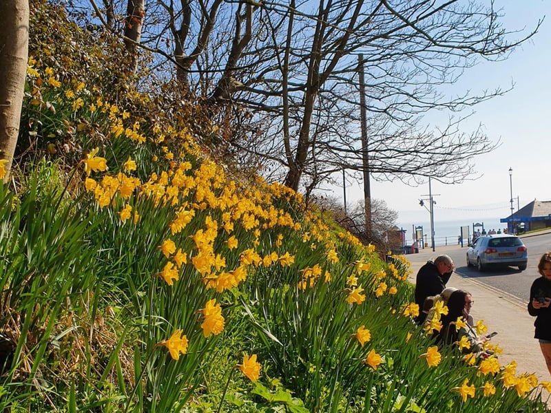 A cheerful hill in Filey covered in Daffodils.