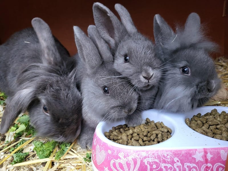 This adorable family of bunnies is from Scarborough.
