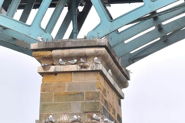 Gull mess in Scarborough