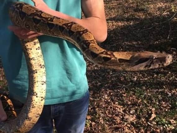 The six-foot boa constrictor found near Scarborough.