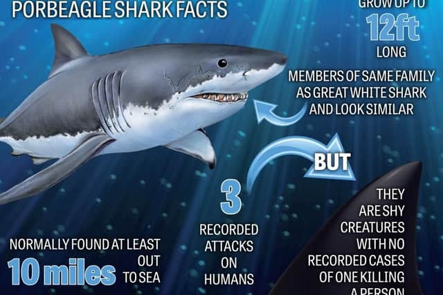 Some facts about the shark.