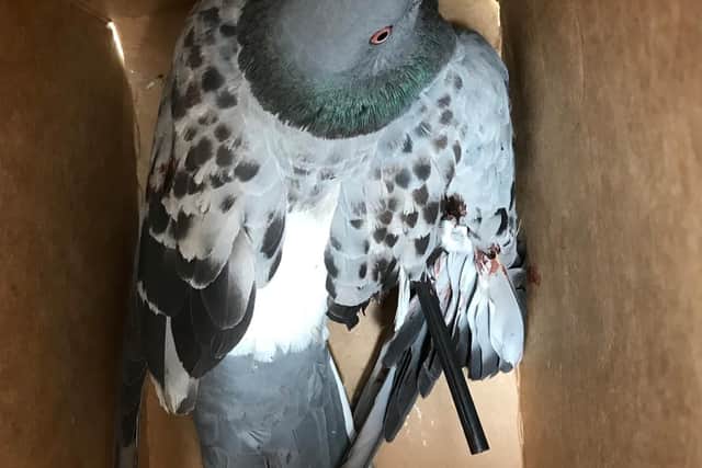 Pigeon shot with crossbow arrow