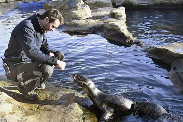 Aquarist Jordan Woodhead greets the seals