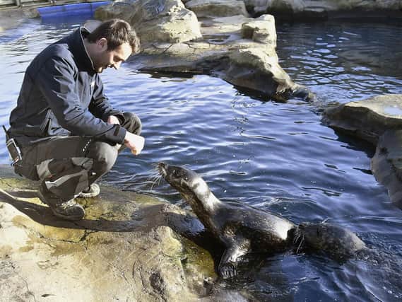 Aquarist Jordan Woodhead greets the seals