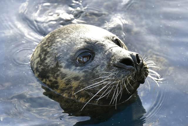 One of the Common Seals pops their head out of the pool