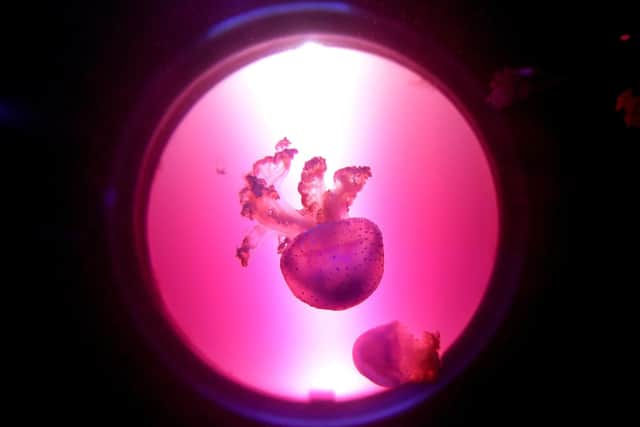 A jellyfish takes centre spotlight