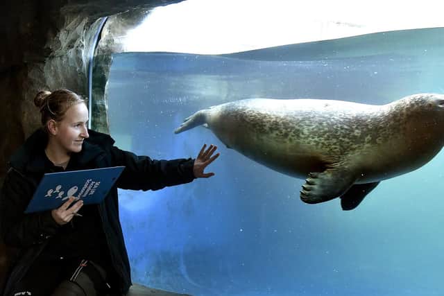 Aquarist Athena Green monitors one of the Common Seals in the pool