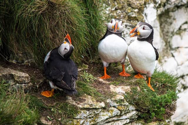 Puffins living life on the edge as they make the cliffs their home for several months each year.