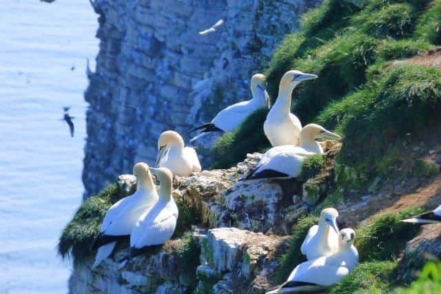 Around half a million seabirds gather here between March and October to raise a family on towering chalk cliffs which overlook the North Sea.