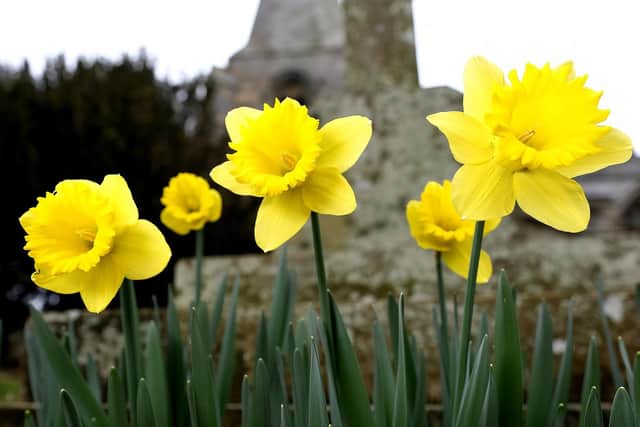 The variety of daffodils  Lobularis  which inspired Wordsworths poem I Wandered Lonely as a Cloud have been planted in the churchyard.

The poem runs: 
I wandered lonely as a cloud
That floats on high oer vales and hills,
When all at once I saw a crowd,
A host, of golden daffodils;
Beside the lake, beneath the trees,
Fluttering and dancing in the breeze.
