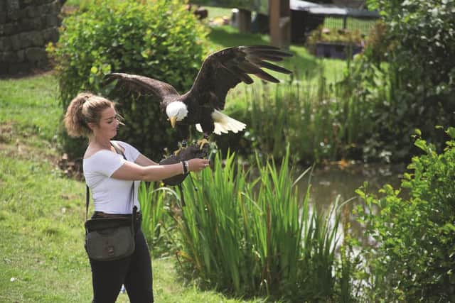The birds of prey display is always popular