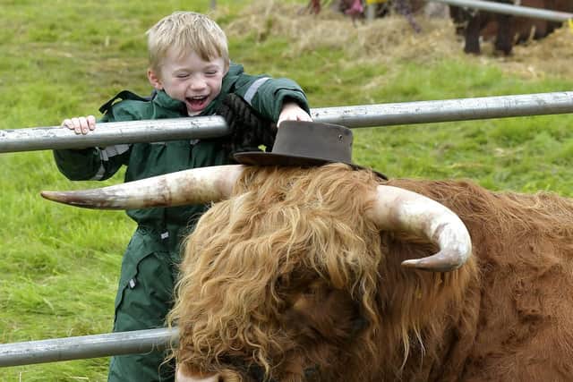 How's that for size? Isaac Lumley presents his hat to a Highland Bull at the show.
194104b