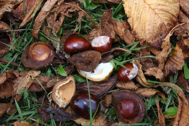 He attacked the boys for trying to get conkers down from a tree