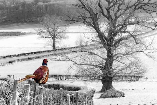 A winter scene by Mike Ward.