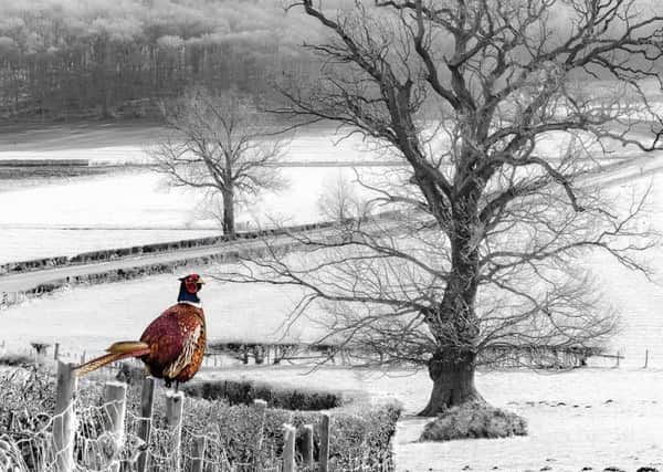 A winter scene by Mike Ward.