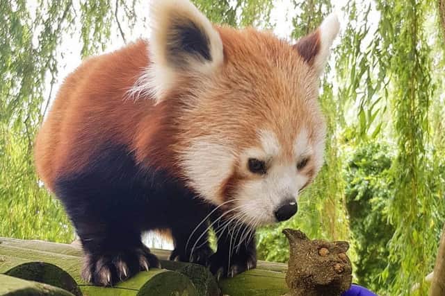 Flamingo Lands two red pandas recently celebrated their sixth birthdays.