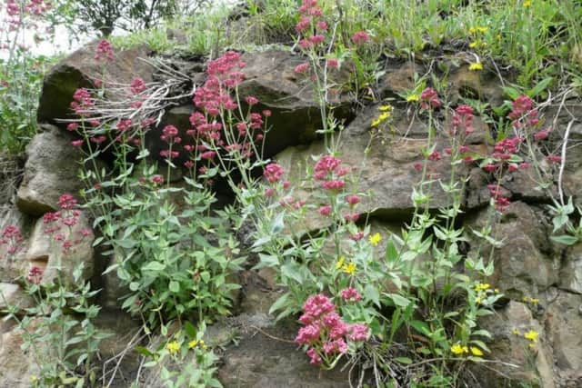 Red valerian establishes itself in crevices of stone walling.