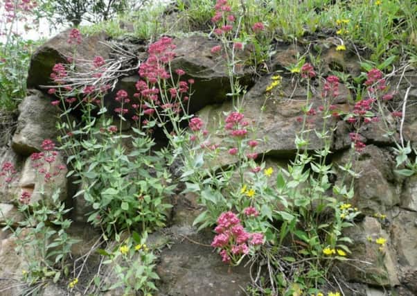 Red valerian establishes itself in crevices of stone walling.