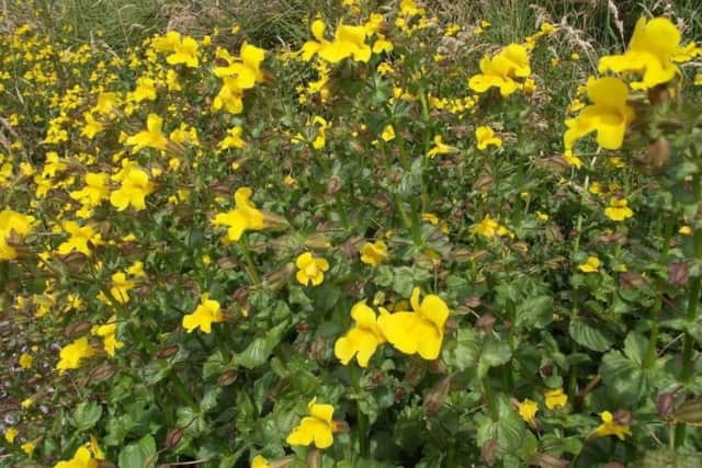 Monkey Musk flowers