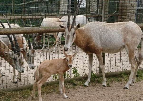 The new oryx calf with his mum, Hyacinth, at Flamingo Land.