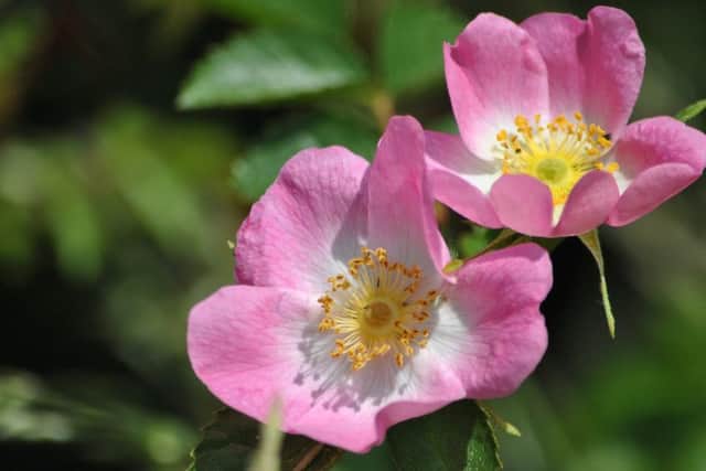 Dog rose