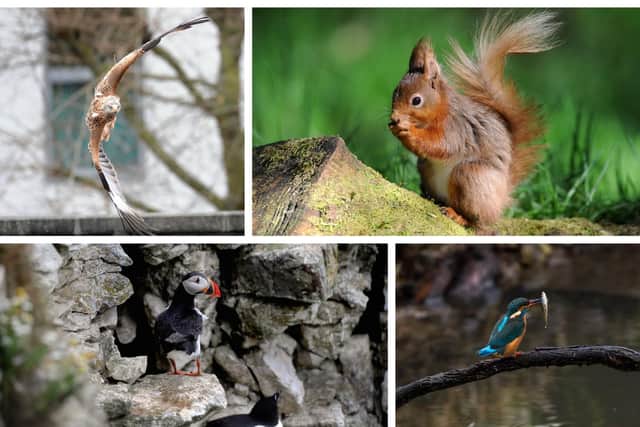 How many of these rare species have you seen in Yorkshire?