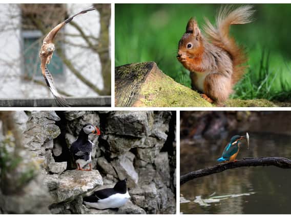 How many of these rare species have you seen in Yorkshire?