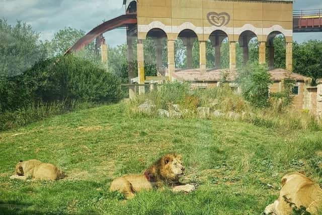 Picture shows three of our eight lions celebrating with a beef feast.