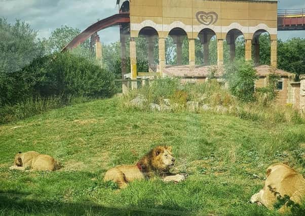 Picture shows three of our eight lions celebrating with a beef feast.