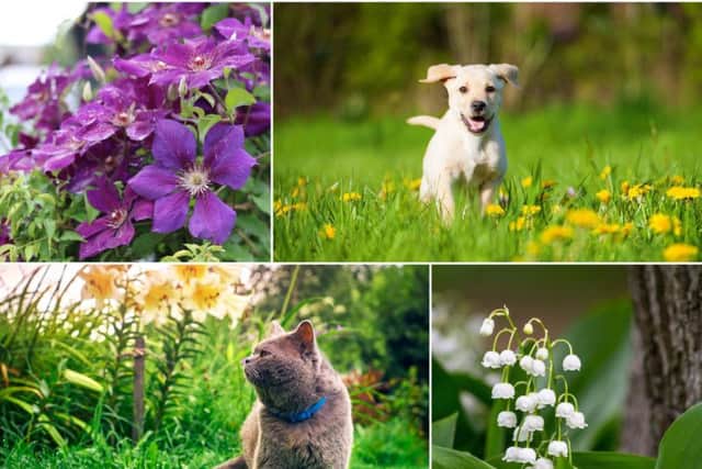 Although many garden and woodland plants are completely harmless for wildlife, there are also some specific poisonous plants which can pose an extreme danger to household pets
