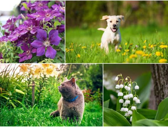 Although many garden and woodland plants are completely harmless for wildlife, there are also some specific poisonous plants which can pose an extreme danger to household pets