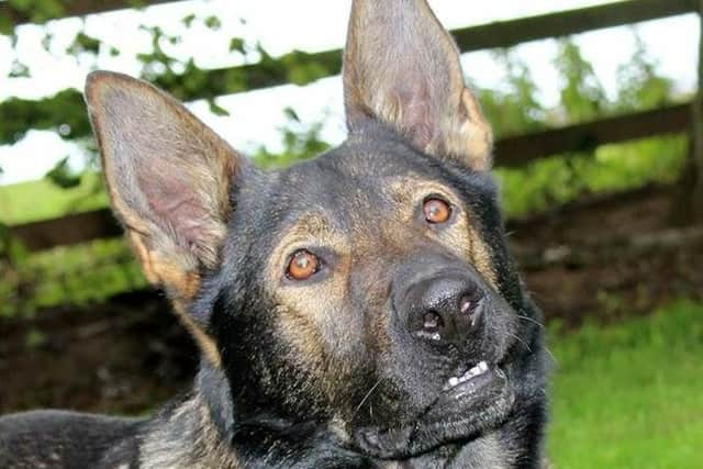 Thor the police dog is retiring after four years' service