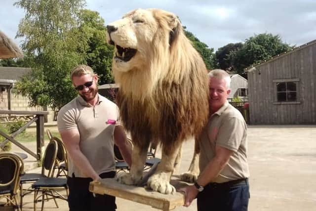Carlon the Lion on the move to his temporary new home.