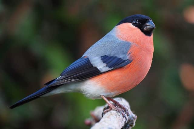 A handsome male bullfinch.