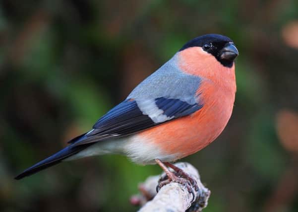 A handsome male bullfinch.
