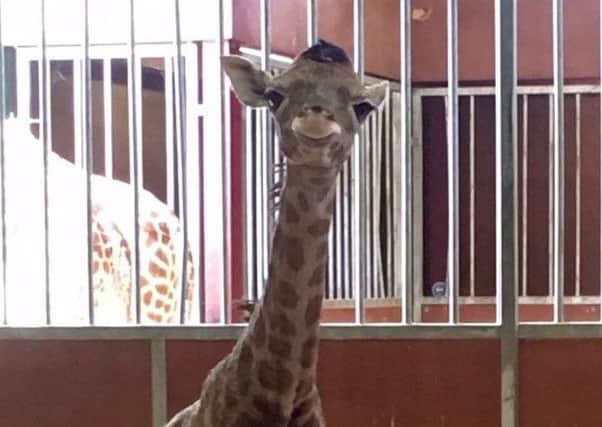 The gorgeous giraffe calf born to mum Lizzie and dad George.