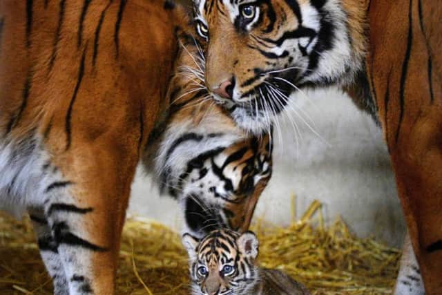 The three Sumatran Tigers at Flamingo Land.