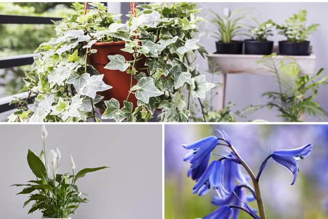 There are some specific poisonous plants which can pose an extreme danger