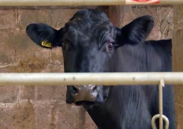 The bull which crushed Chris against the wall