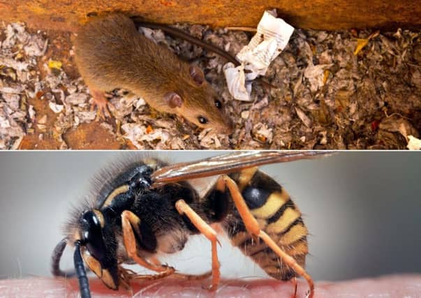 The unusually warm weather of late has seen an influx in the number of pests