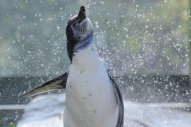 Penguins at Scarborough Sea Life keep cool with a makeshift shower.
picture: Tony Bartholomew