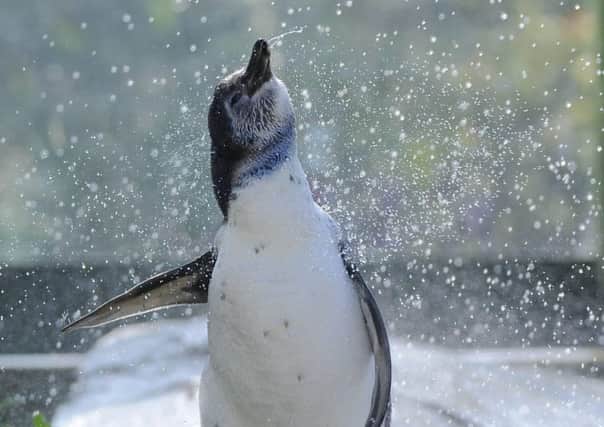 Penguins at Scarborough Sea Life keep cool with a makeshift shower.
picture: Tony Bartholomew