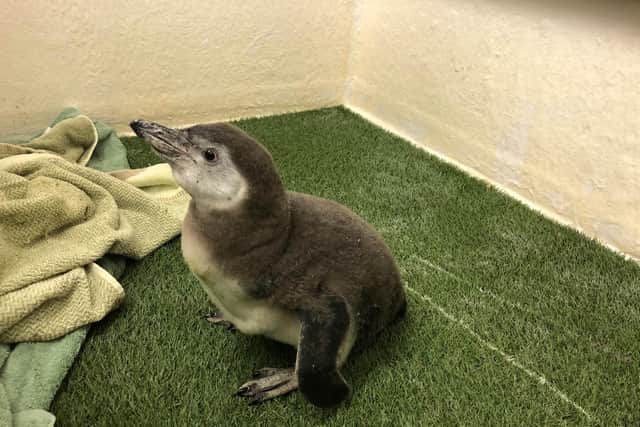 Baby penguin Wilma