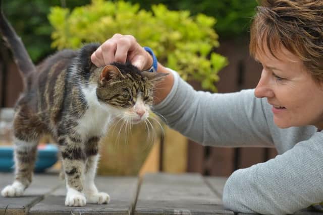 Boo the tabby cat, 17, reunited with owner Janet Adamowicz picture: Alex Cousins, SWNS
