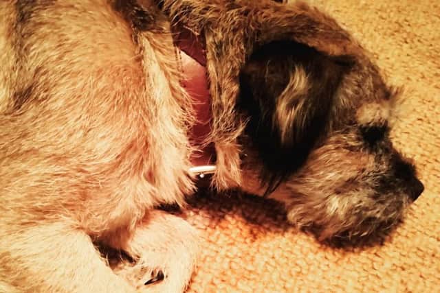 Bridget the border terrier