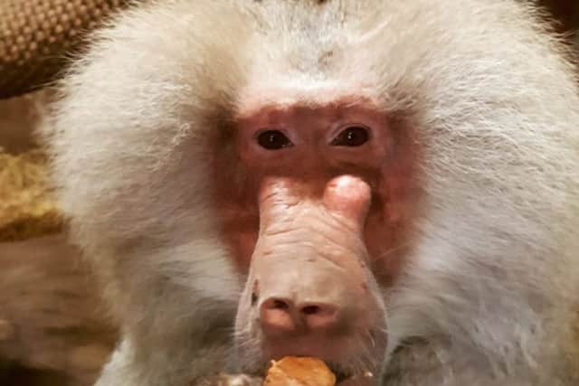 Enrique the hamadrayas baboon celebrated his 40th birthday this month.