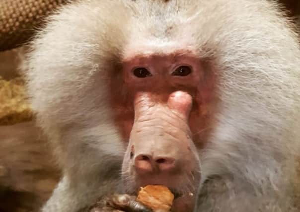 Enrique the hamadrayas baboon celebrated his 40th birthday this month.