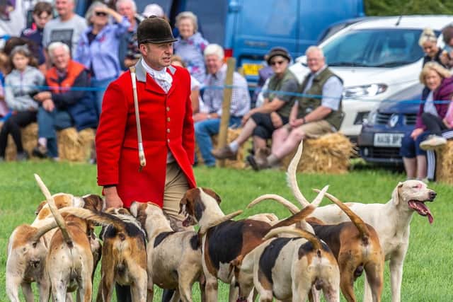 Foxhounds on display at Danby Show.